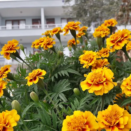 Motel Assos Nazan Restoran Sokakağzı